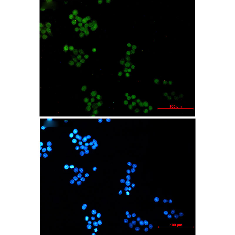 NTH1 Rabbit mAb